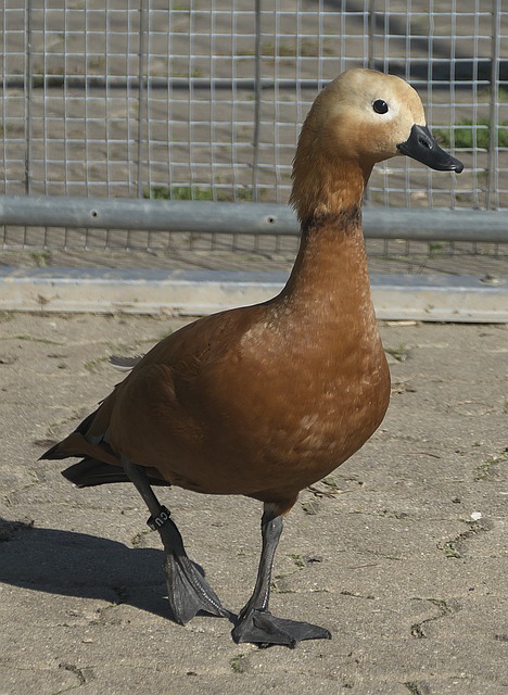 戴着